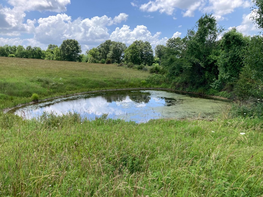 Pond