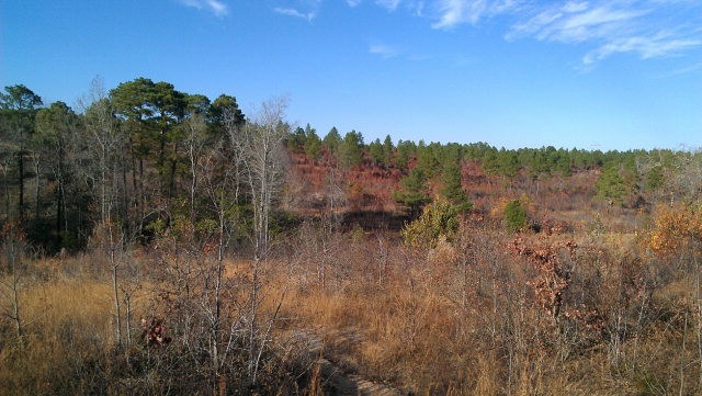 Main View