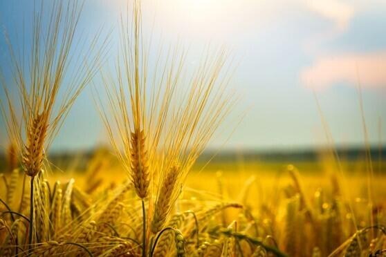 Wheat