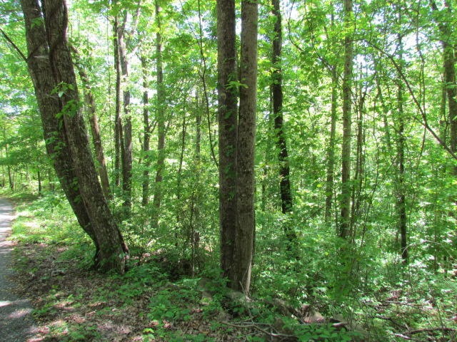 Sequatchie Mtn Road