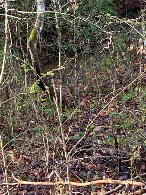 Lot 53A Fiesta Blvd, Sevierville, TN 37876 - photo 1