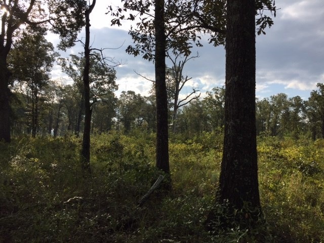 x Morris Rd, Camilla, GA 31730 - photo 1