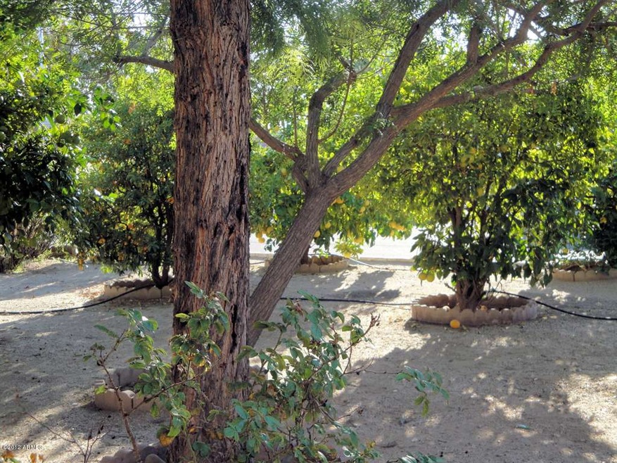 Beautiful garden grove