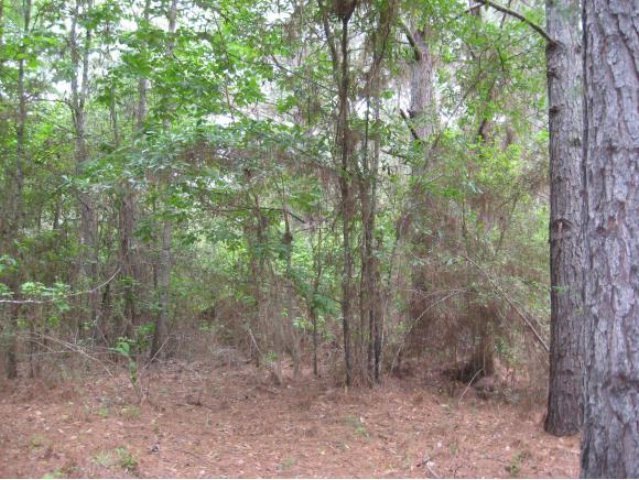 264 Cr 286, Garrison, TX 75946 - photo 1