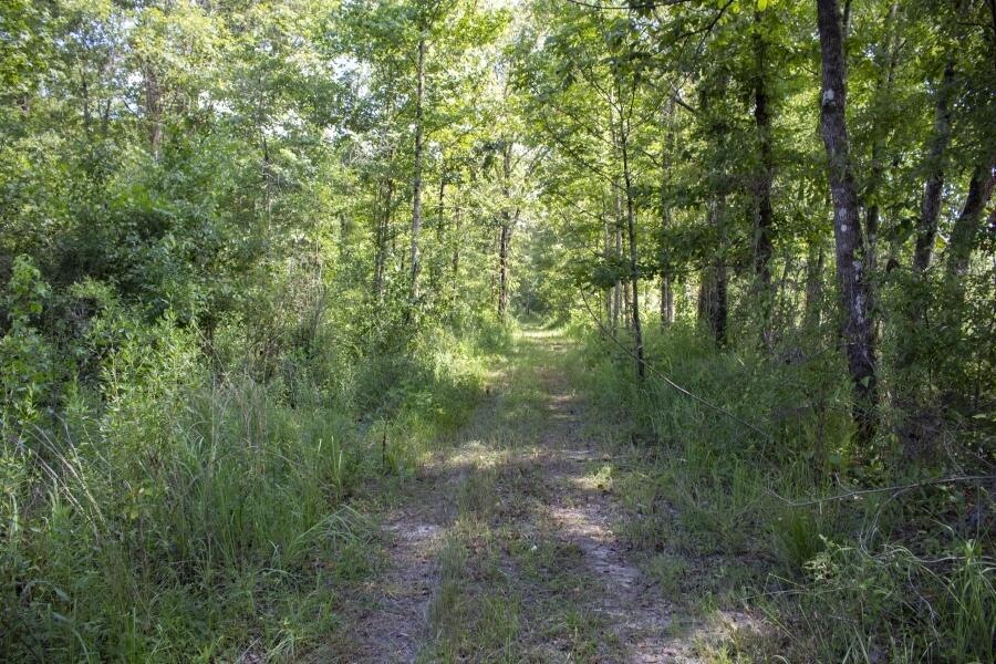 202-acres-in-greene-coun-3