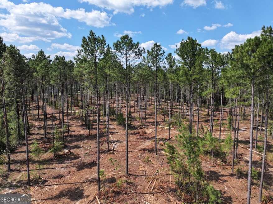 Recently Thinned Pine Plantation
