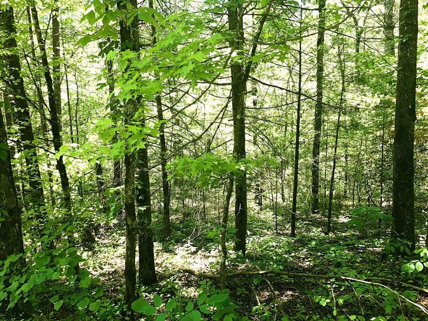 wooded lot 3