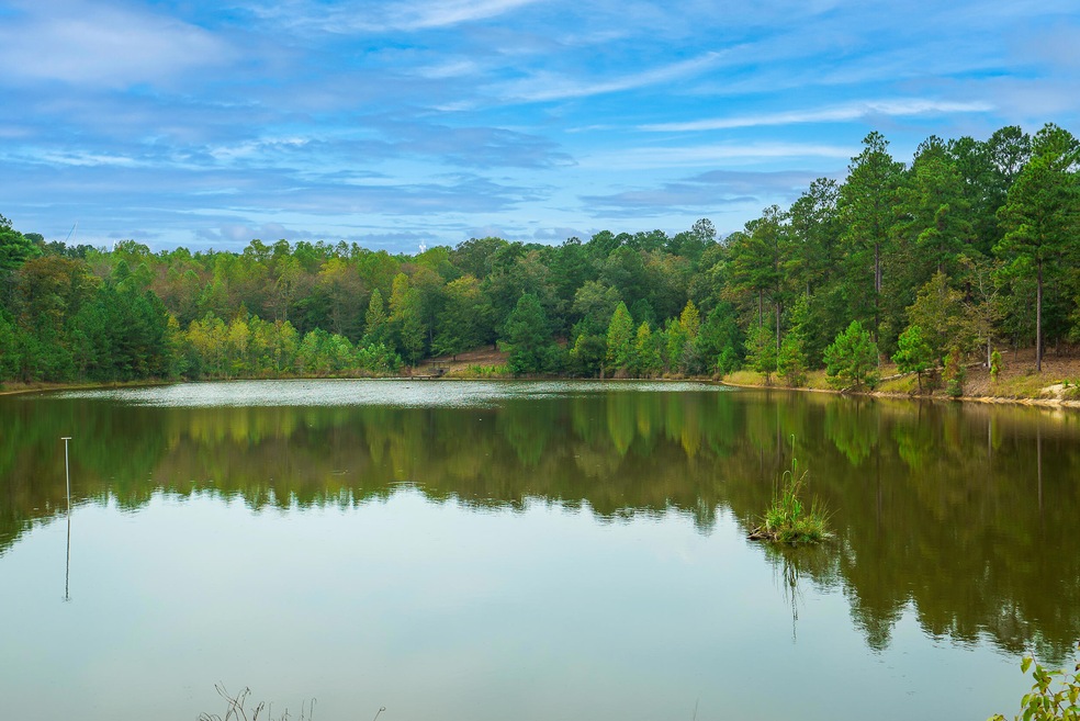 Pond Life