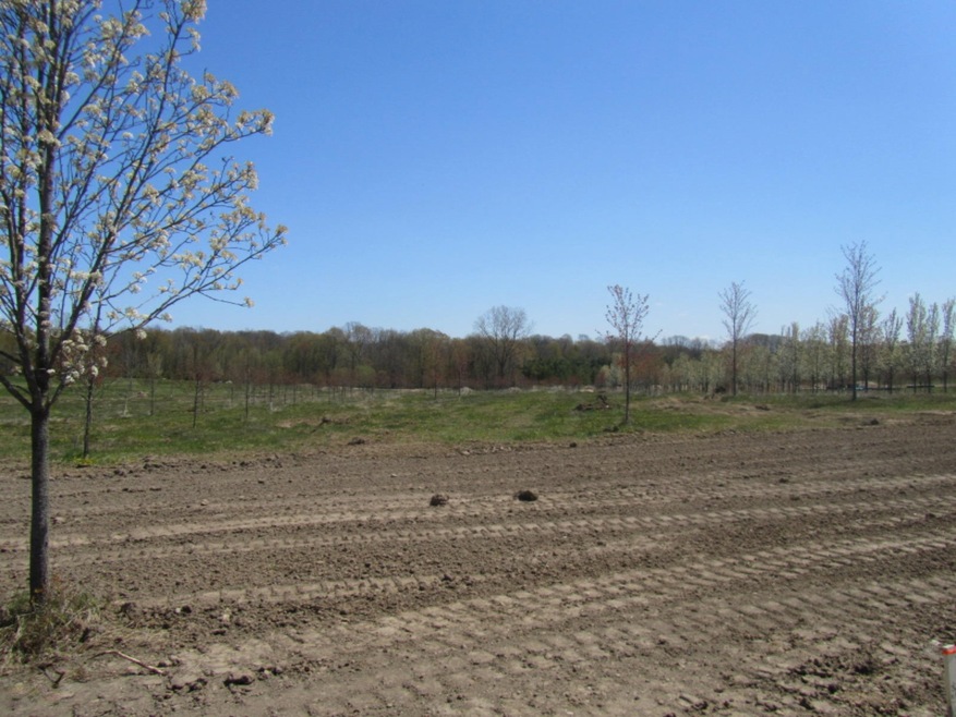 Golden Valley lot 8