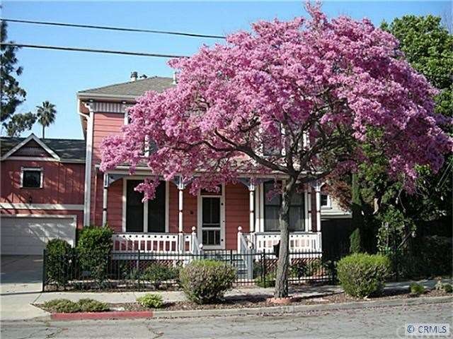 BEAUTIFUL TREE AND FRONT ENTRANCE