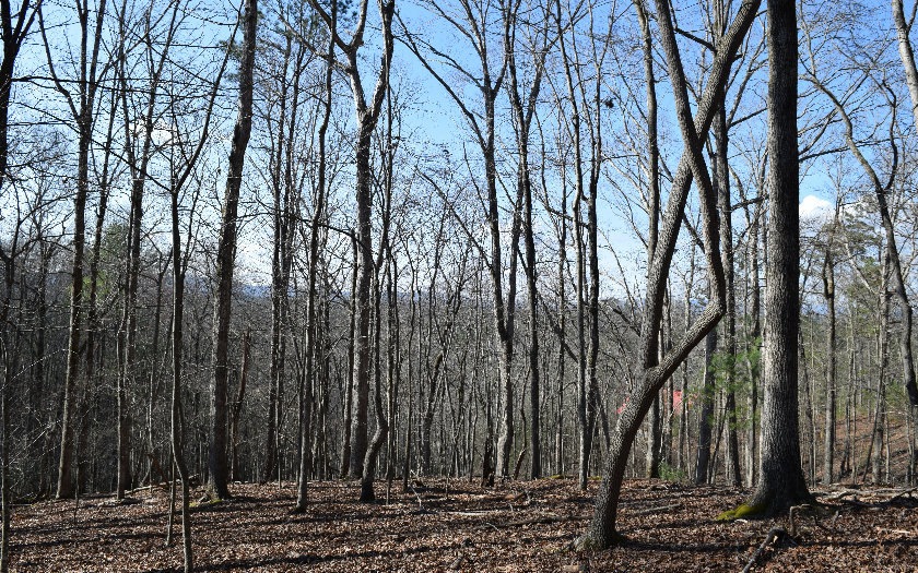 L1671 Motif Ct, Ellijay, GA 30540 - photo 1