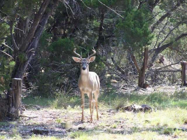 Land : You will enjoy the wildlife in the area