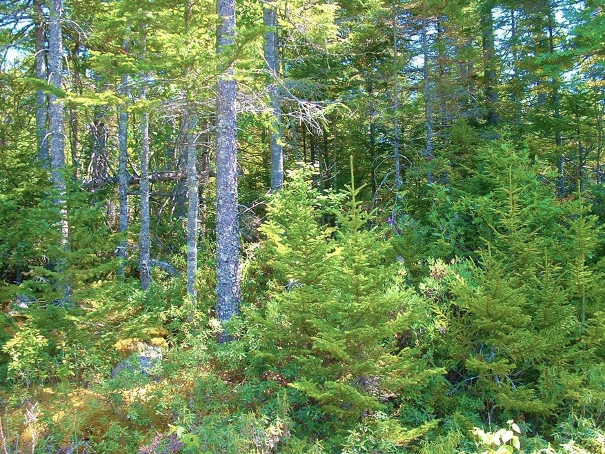 Lot 7B Duck Cove Rd, Roque Bluffs, ME 04654 - photo 1