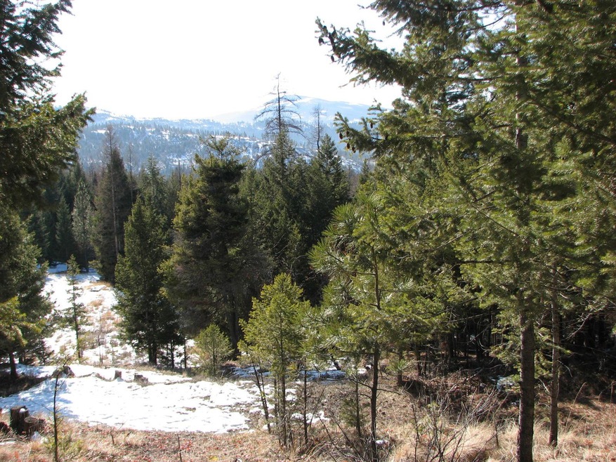 75 Coyote Springs Trail, Kila, MT 59920 - photo 1