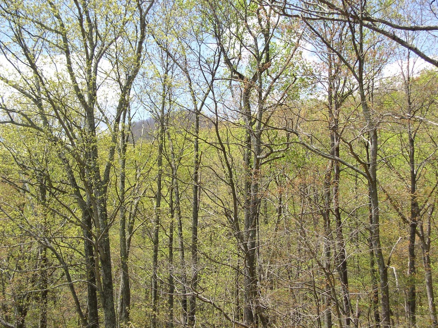 TBD Beech Grove Rd unit 644, Roseland, VA 22967 - photo 1