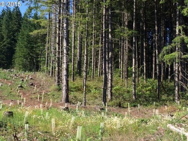 16876 S Boyles Rd, Molalla, OR 97038 - photo 1