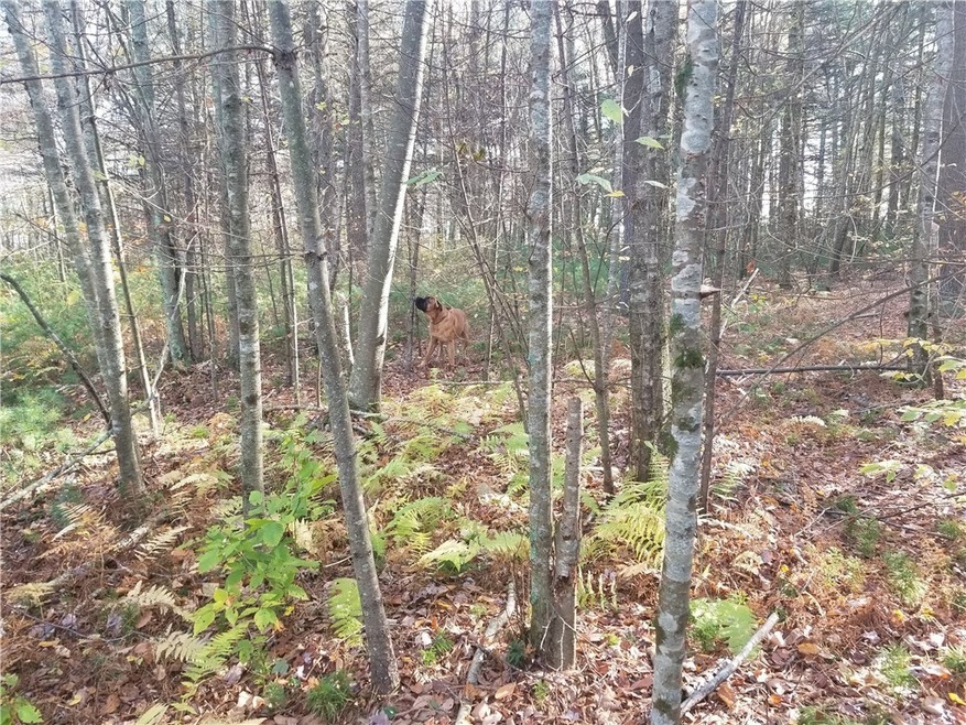 0 Bull Hill Rd unit 1177523, Woodstock, CT 06281 - photo 1