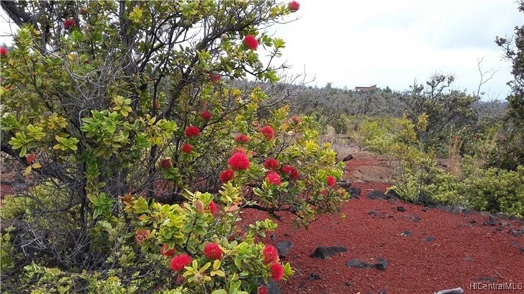 Very pretty lot with beautiful ohia trees. Perfect