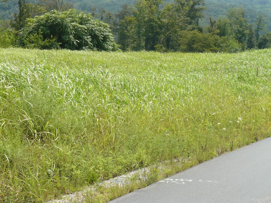 Lot 5 Lookout Dr, Rutledge, TN 37861 - photo 1