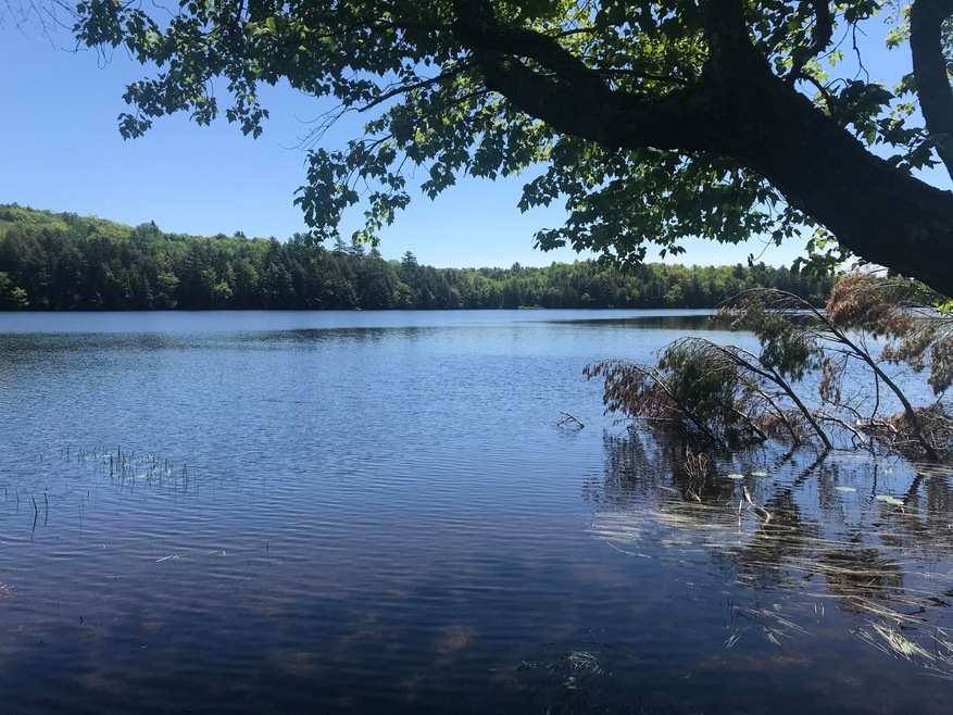 1 lilly pond waterfront