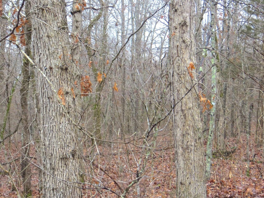 000 Ridgehaven Rd, Mammoth Spring Township, AR 72554 - photo 1