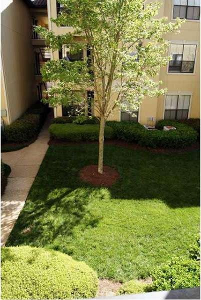 Back Yard.