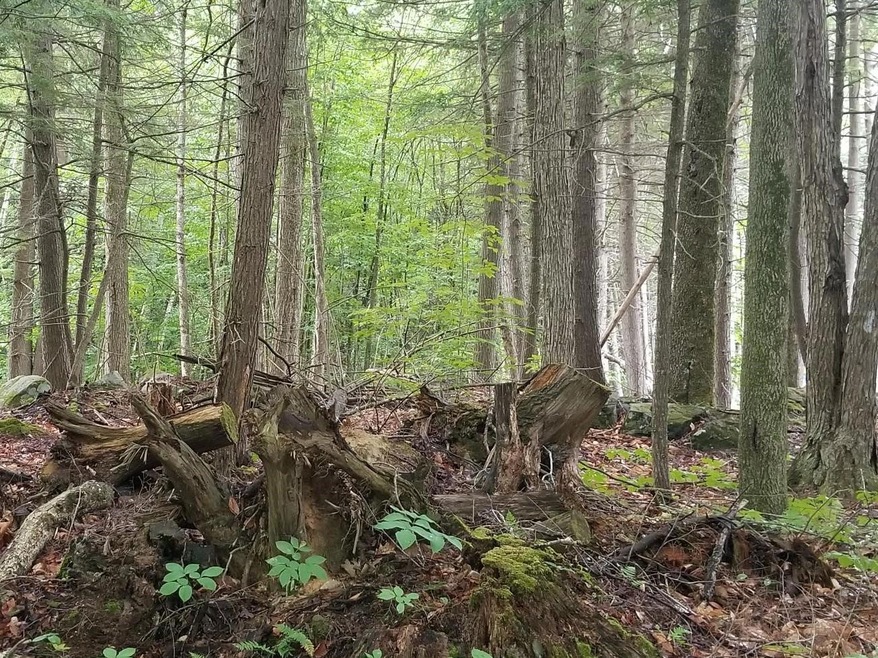 Woods1