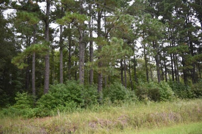 1544 Isabella Rd, Kingstree, SC 29556 - photo 1