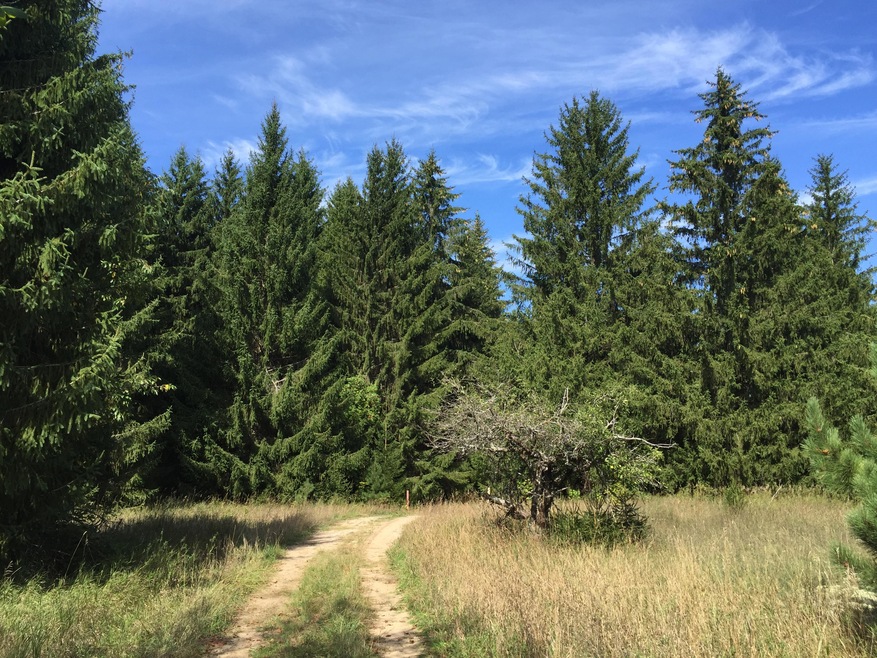 75 Ac w/Creek on E. Sturgeon Valley Rd.