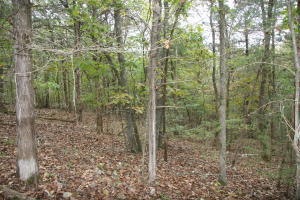 0 Wolf Springs Rd N, Harrison, AR 72601 - photo 1