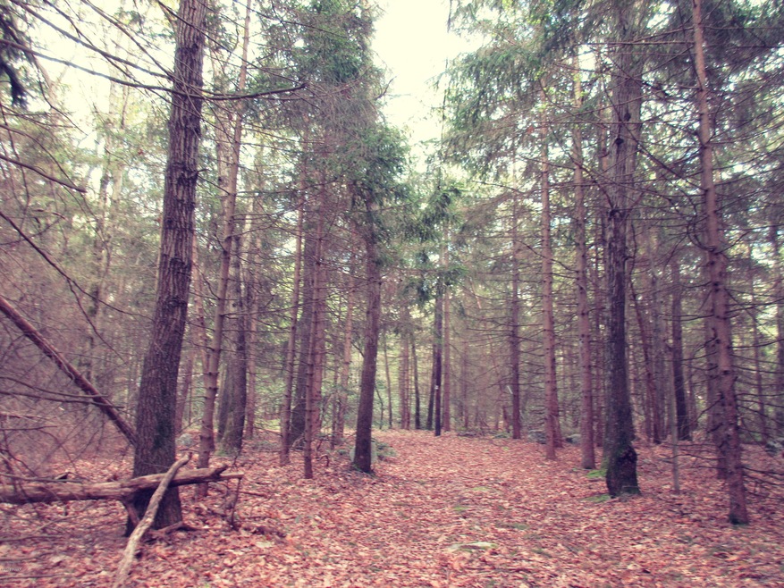 198 Hobday Rd, Blooming Grove Township, PA 18428 - photo 1