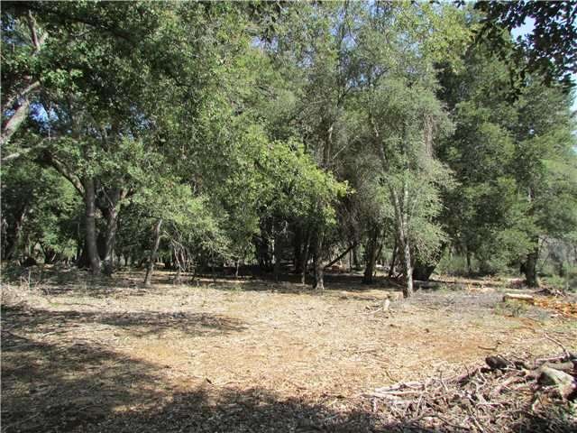 Large oak trees.