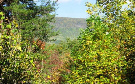 Main View