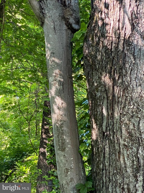 3665 Solomons Island Rd, Harwood, MD 20776 - photo 1