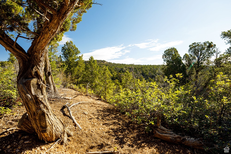 View of tree filled area