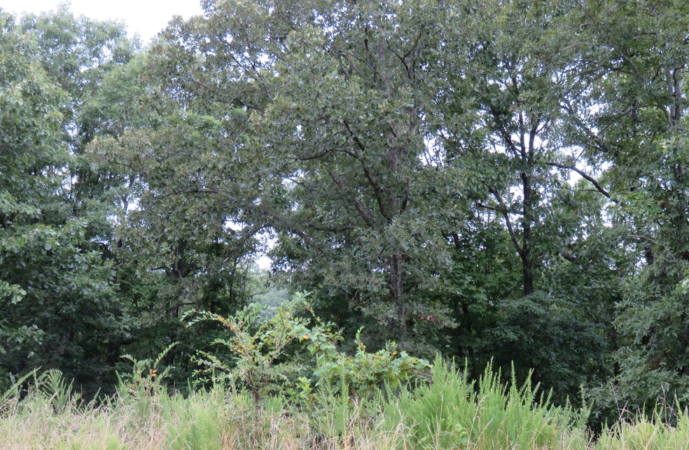 IMG_4107 crop