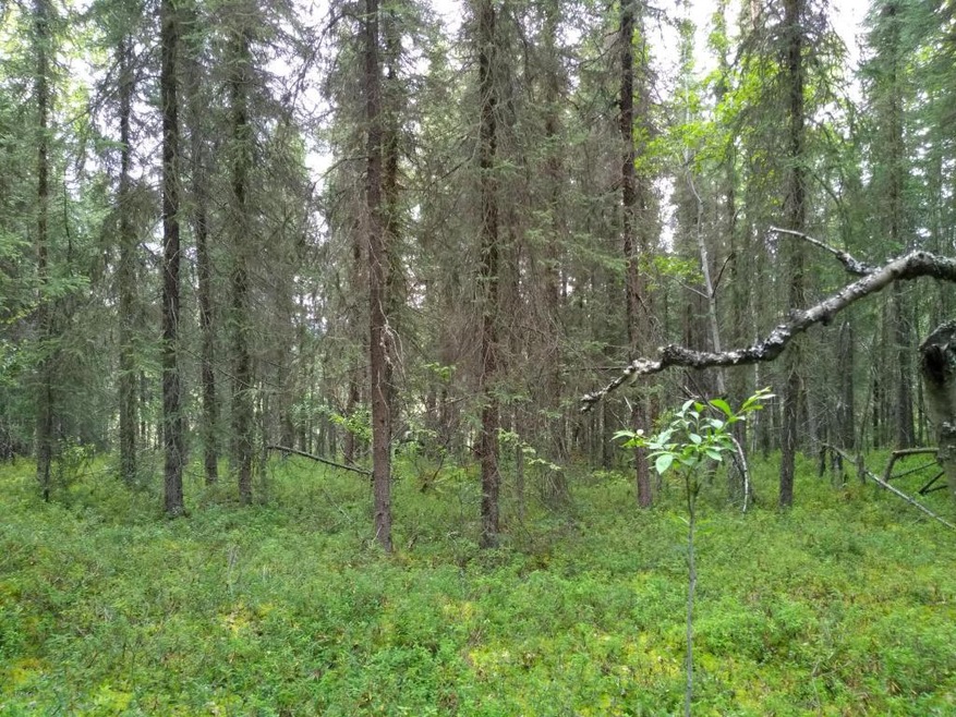 Trees