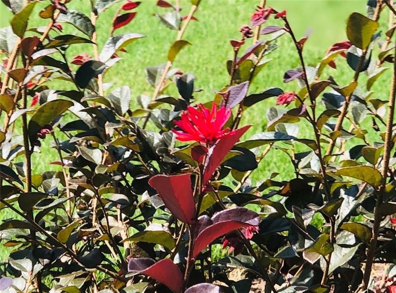 1131 Hammond Creek Trail, Watkinsville, GA 30677 - photo 1