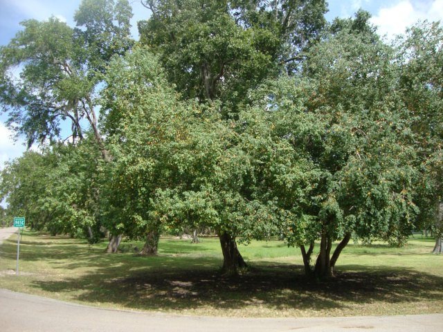 17217 Cr 945 B, Brazoria, TX 77422 - photo 1