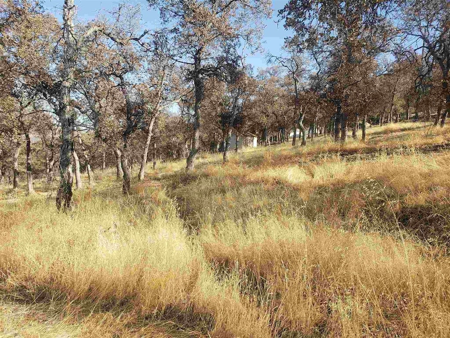 View of local wilderness