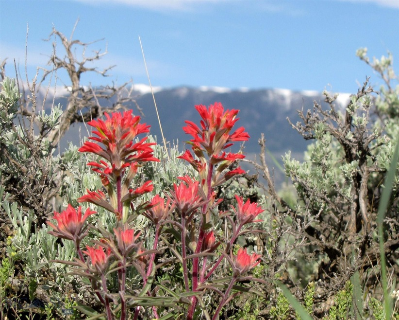 tbd Meeteetse Trail unit 940-1, Belfry, MT 59008 - photo 1