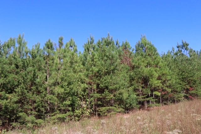 14504 Farmville Rd, Meherrin, VA 23954 - photo 1