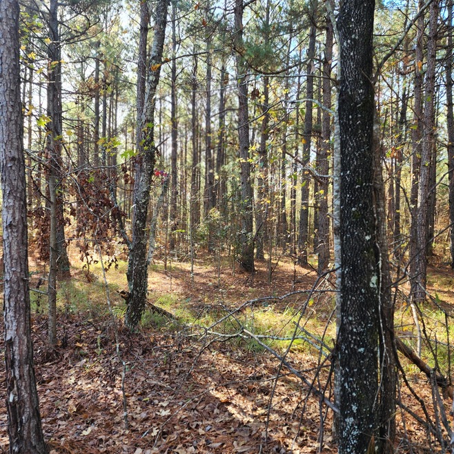 Wooded Lot