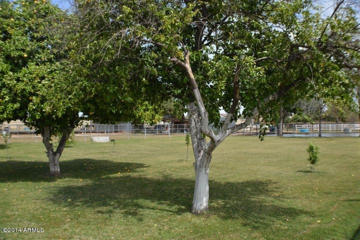 Orchard