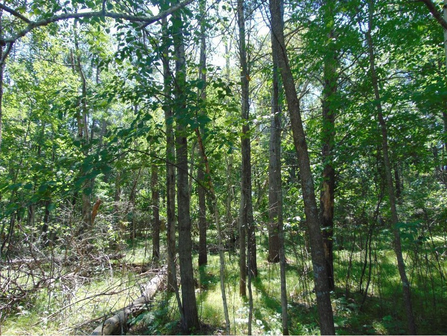 304 Birch Briar Ln, Park Rapids, MN 56470 - photo 1