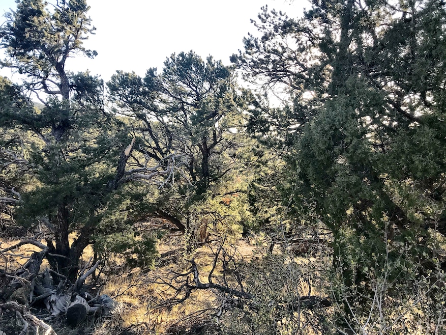 233 Lake of the Falls Pkwy, Mosca, CO 81146 - photo 1