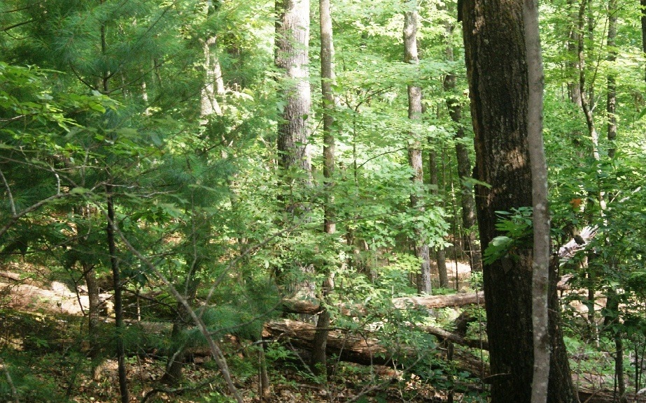 0 Turkey Trot Rd unit 290343, Morganton, GA 30560 - photo 1