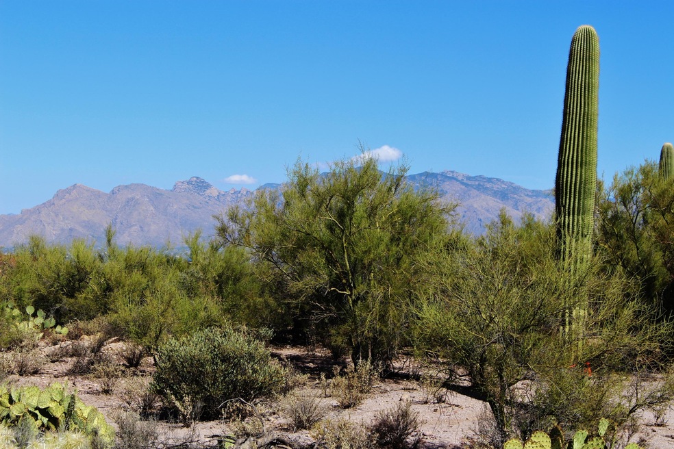 Catalina Mountain Views