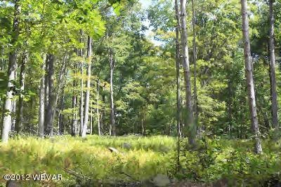 woods