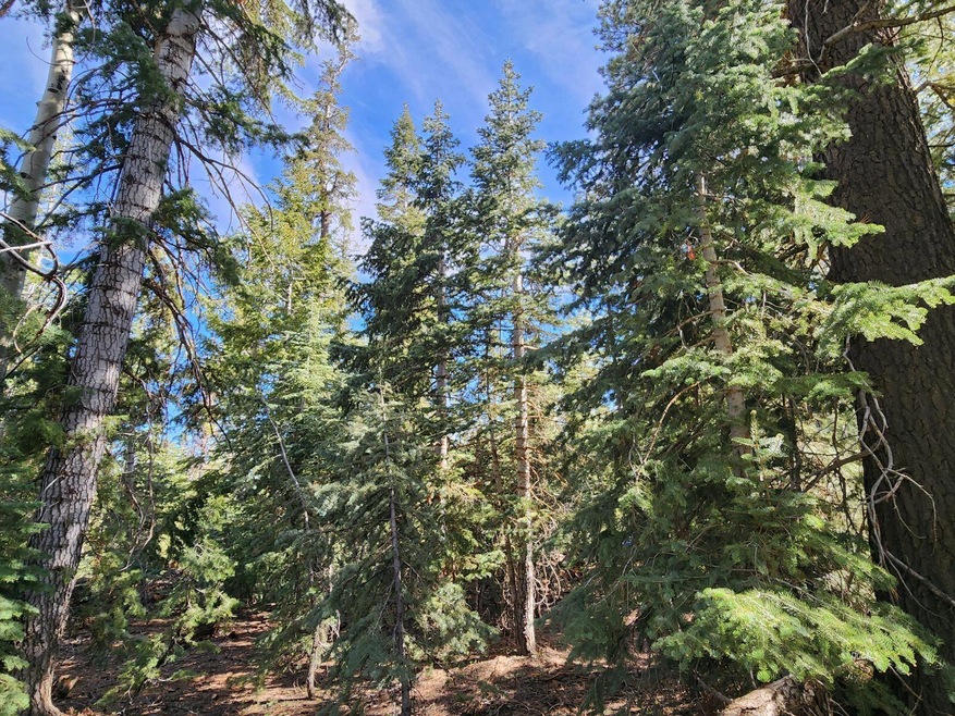 Beautiful, level forest lot